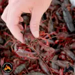 Campfire Hot Crawfish Dip Recipe