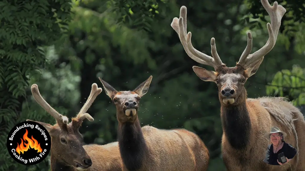 Elk Recipe Featured Image