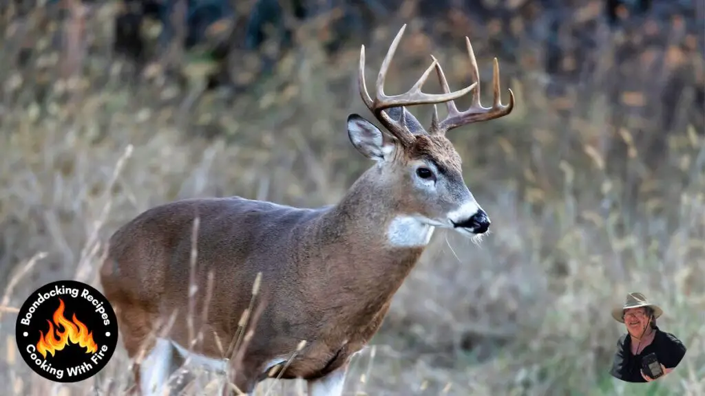 recipe for venison backstrap