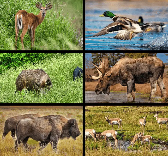 a collage of wild animals