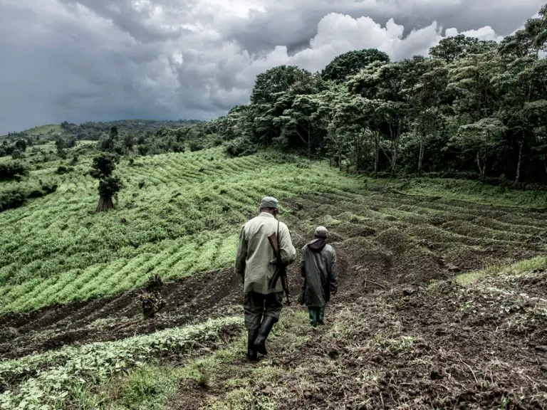 14 Great Congolese Recipes
