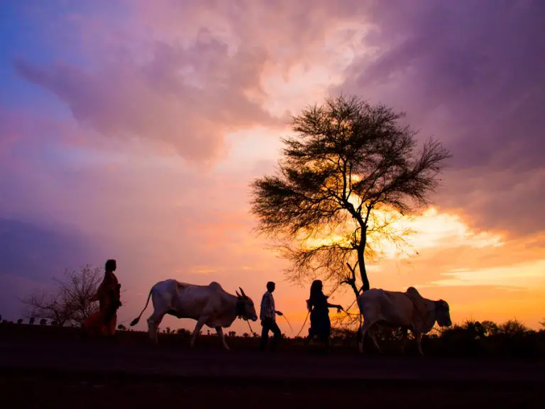 Lesotho Spinach and Tangerine Soup Recipe